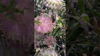 Callistemon sweet burst bee enjoying some nectar bottlebrush pinkflowers [upl. by Morgan476]