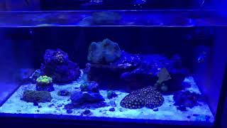 Innovative Marine Lagoon 25 Reef Tank [upl. by Ybreh]