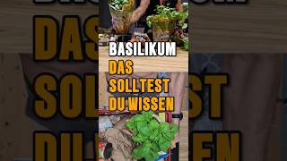 Basilikum und Petersilie  Warum so wichtig  lowcarb realfood fasten [upl. by Eibbil148]