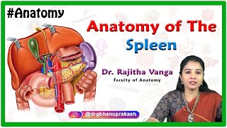 Anatomy of the spleen  Structure and function Neurovascular supply [upl. by Marylinda]