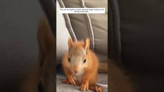 This cat brought a weak squirrel baby home to its family and then animalshorts shortvideo [upl. by Aicylla]