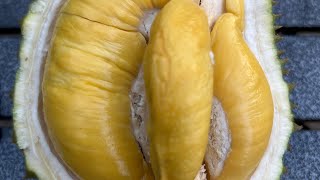 Durian musangking Bali for guest from Vietnam 👍musangkingbali fypyoutube KomangRudysuprawan [upl. by Anhpad]