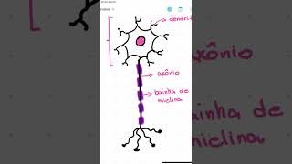 Mapa mental de Tecido Nervoso 🧠 [upl. by Bagger110]