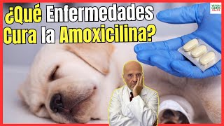 🔴¿QUE ENFERMEDADES CURA LA AMOXICILINA EN PERROS ¿CÓMO SE DA Y ¿PARA QUÉ SIRVE 🔴 [upl. by Gonsalve]