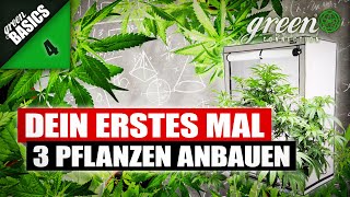 WIE ich 3 CANNABIS Pflanzen in einer Growbox ANBAUE  GreenBasics 4  GreenConnection [upl. by Hawkie]