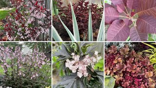 Red  Purple Leaf Shrubs amp Perennials for the zone 5 Garden [upl. by Arries]