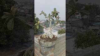 How to grow adenium plants🌿😍indianfarmer indiangardeners gardening phoolpatte adenium shorts [upl. by Phelips]