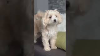 MUFFIN THE MALTIPOO [upl. by Blancha]