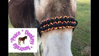 Wide paracord noseband for rope horse halter  KBK bar [upl. by Drogin690]