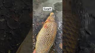 Another Biggin’… carp carpfishing bigfish explore [upl. by Aisak558]