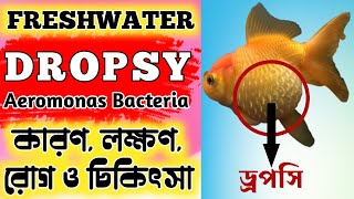 Dropsy Disease amp Treatment Explain in Bengali  Expert Aquarist [upl. by Enywtna]