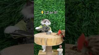 Funny cats funny cat funncats puffiness satisfying spuffy diy [upl. by Dammahum]