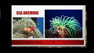 Classification of Cnidaria and Porifera Part 2 Explained in Urdu [upl. by Nilak280]