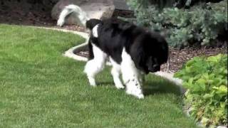 Titan 7 months old Landseer Newfoundland [upl. by Inessa]