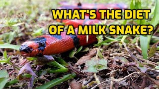 Whats The Diet Of A Milk Snake [upl. by Ylellan]