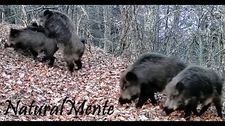 EL CELO DEL JABALÍ 🐗 Wild Boars Mating Season con GardePro E5S [upl. by Wright55]