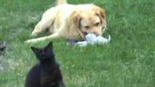 Dog playing with kittens [upl. by Osnofledi]