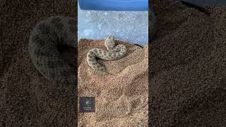 Worlds Largest Hybrid Rattlesnake  shorts rattlesnake snake [upl. by Arten]