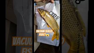 WHAT HAPPENED TO MAGIKARP 😵🐟 record almost broken foryou fishing carp pokemon fyp fypシ゚ tx [upl. by Barboza411]