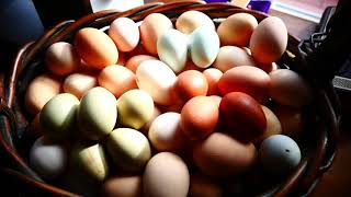 Разноцветные яйца от разных 10 пород куриц Multicolored eggs from 10 different chicken breeds [upl. by Burta]