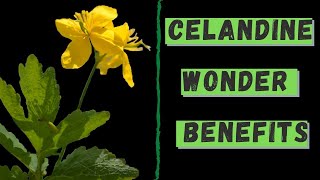 Wonder Benefits of CELANDINE  Green Session [upl. by Doxia762]