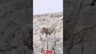 ibex goat mountain climb explanation  Sonali Facts shorts [upl. by Lorry]