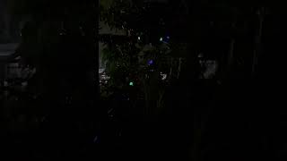 Beautiful Christmas Tree Philippines 🇵🇭 [upl. by Seidler]