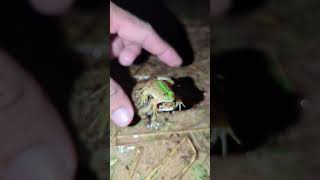 Funny jumping and flying frog  Laugh out loud at catching frogs  funny video short [upl. by Alyel]