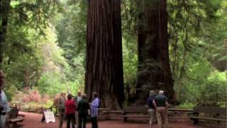 Muir Woods National Monument Tour [upl. by Alfi]