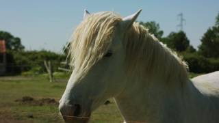 Mas de Perrotin Arles Camargue Gîtes de France Vacances Calme Nature [upl. by Natye]