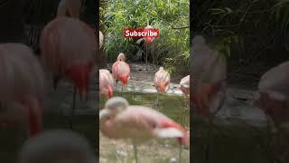 Graceful in Pink Flamingos Dancing in Harmony birds flamengo zoo animals livesafari birdfair [upl. by Saval251]