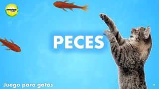 Videos para gatos  Peces [upl. by Yarg981]