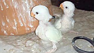 LOVEBIRDS KY BABYS KI UPDATE  LOVEBIRDSBUDGIE PARROTS [upl. by Allimak]