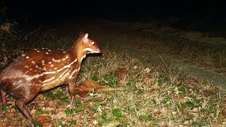 Amazing Antelope  The Water chevrotain dive and swim beneath the water surface [upl. by Eustatius598]