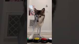 Cuando Sapphie la Pomsky hace videollamada mientras sus papás están de vacaciones 📱🐾😂 [upl. by Nahtanhoj]