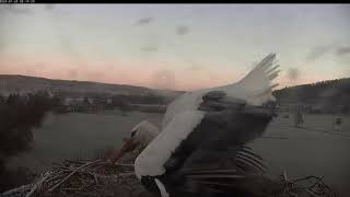 Storchennest Lindheim  Wilfried ist zurück freudige Begrüßung 🩷  28012024 [upl. by Schick128]