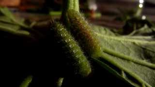 Pelargonium geranium eaten by Cacyreus marshalli caterpillar [upl. by Adnawahs291]