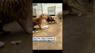 Tiger Vs Lion lion tiger youtubeshorts youtube trending animals [upl. by Airotnes]