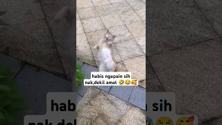 dekil amat nak 🤣😂🥰 cats cats funny catlover [upl. by Gilder]