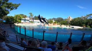 Dolphin Show at Seaworld Orlando Florida Part 2 [upl. by Merwin]