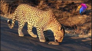 Leopard Eats Deadly Puffadder Snake Alive  Wildlife in Africa [upl. by Akzseinga73]