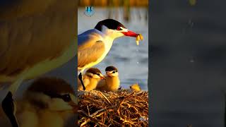 Witness The MOST ADORABLE Bird Families In Their Wild Nests from AI SEP89 [upl. by Gnauq270]