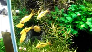 仲の良いプラチナゴールデンバルブ Platina Golden barbs Puntius semifasciolatus var get along very well [upl. by Oirretno616]