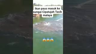 Ikan Paus Nyasar ke Sungai di Cipatujah TasikmalayaKemungkinan Google Maps nya error kali ya [upl. by Teerprug]