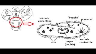 labo paramécie sciences janvier 2018 [upl. by Nalac468]