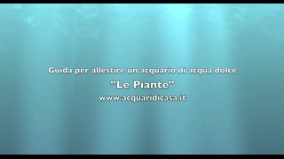 Le piante Guida per allestire un acquario di acqua dolce [upl. by Uhp]