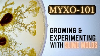 Myxoculture The Art of Growing Happy Slime Molds [upl. by Normand574]