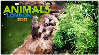 Animals of ZSL London Zoo HD 1080p [upl. by Ardnik]