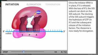 Protein Synthesis Process Animation from Microbiology 2e [upl. by Haseefan]