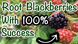 Propagate Thornless Blackberries with 100 success  Rooting Triple Crown Blackberries [upl. by Ilsa]